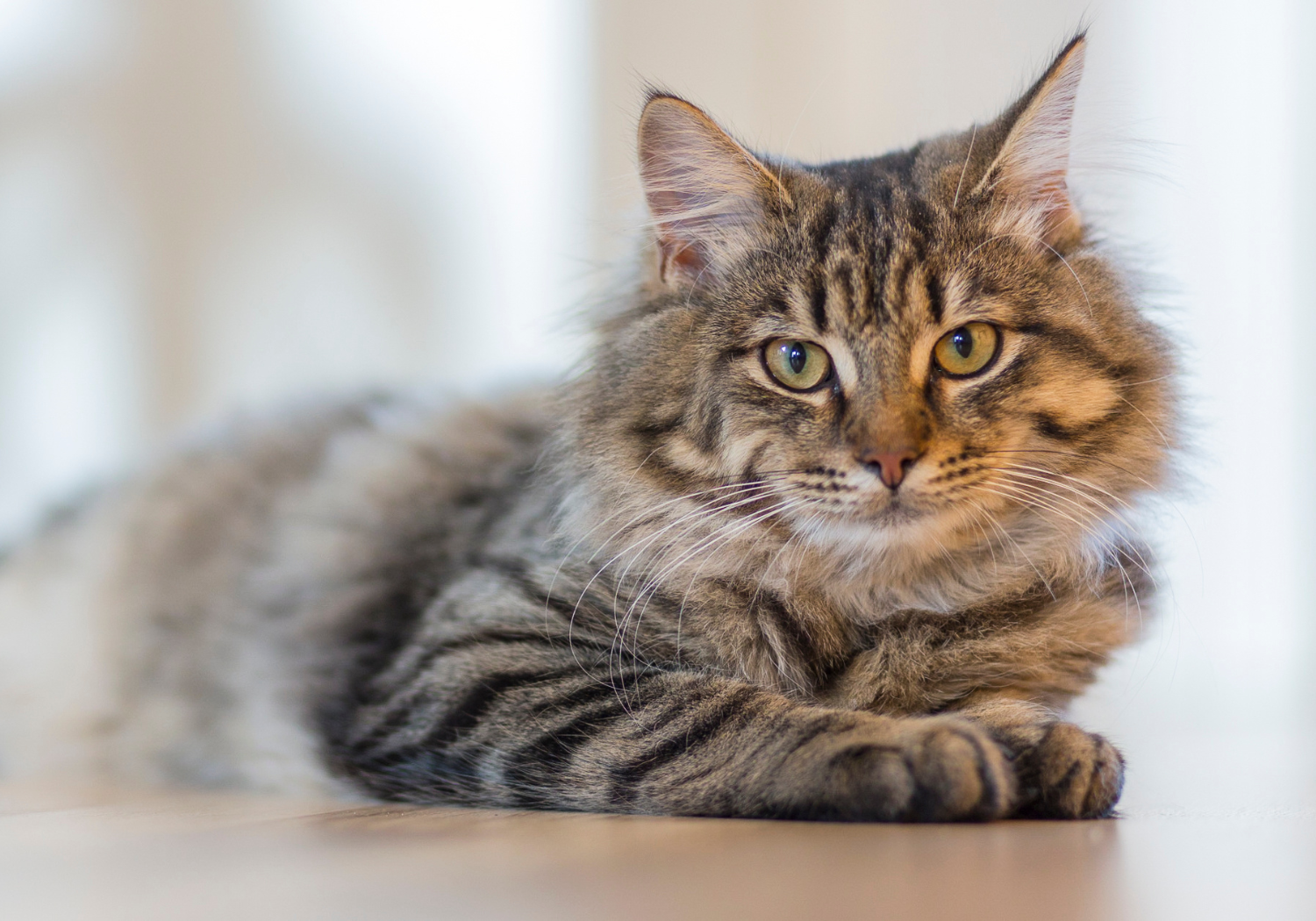 Meet the Owner — Wired Whisker | Cat Cafe
